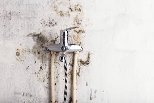 Best Commercial Mold Removal  in Gatlinburg, TN