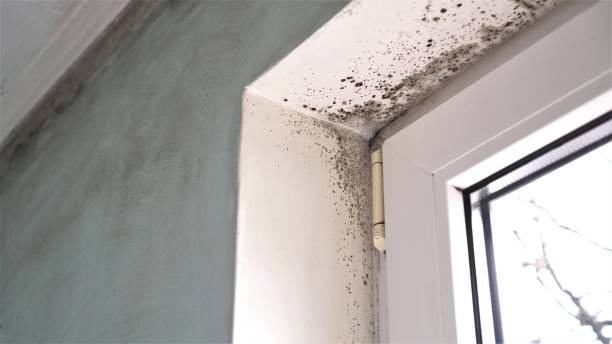Best Attic Mold Removal  in Gatlinburg, TN