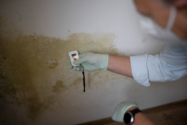 Gatlinburg, TN Mold Removal Company