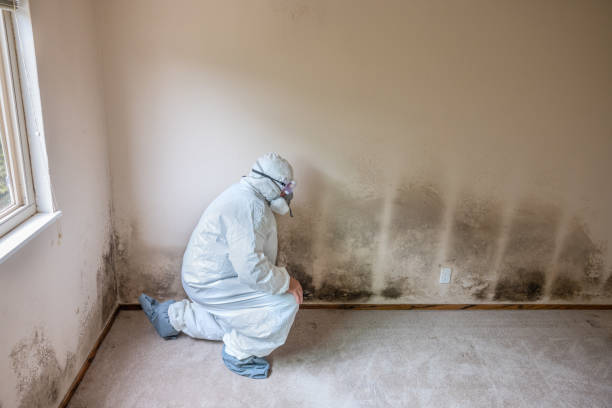 Mold Testing and Removal in Gatlinburg, TN