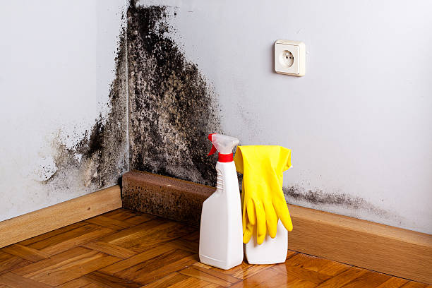 Best Crawl Space Mold Removal  in Gatlinburg, TN