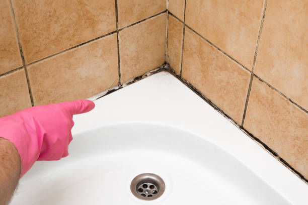 Best Certified Mold Removal  in Gatlinburg, TN